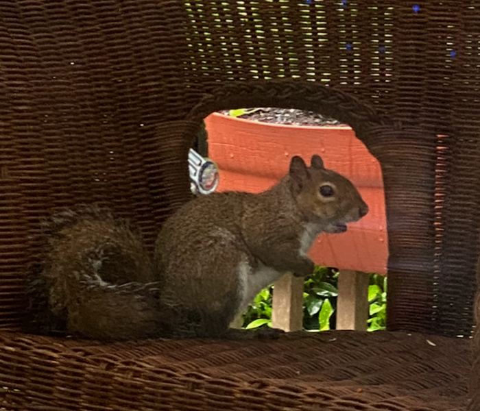 squirrel sitting in a wicker outdoor chair