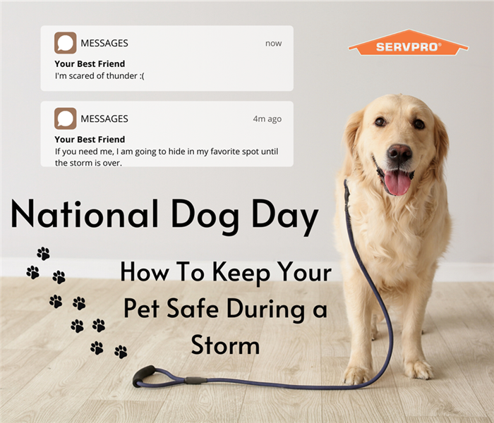 “National Dog Day - How To Keep Your Pet Safe During a Storm” with a dog on a leash with the SERVPRO logo.